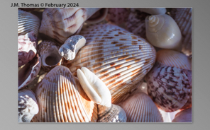 Macro Shells Feb 2024-09.jpg